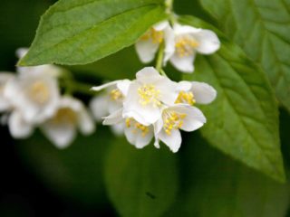 Why mock orange (garden jasmine) does not bloom and what to do