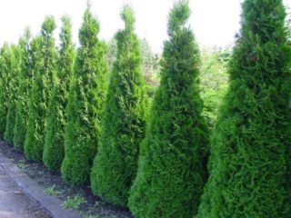 Thuja western Smaragd: foto e descrizione, dimensioni, resistenza al gelo, semina e cura