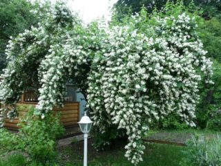 Mock orange (jasmine) Airborne landing (Vosduschny desant): description, planting and care