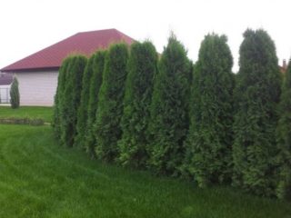 Thuja: hedge, planting and care, the best, fast-growing varieties