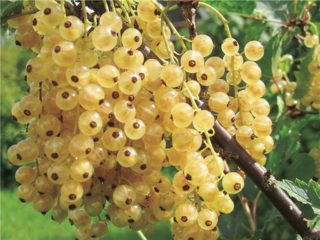 Kismis putih: Juterborg, Ural, Berlian, Pencuci mulut