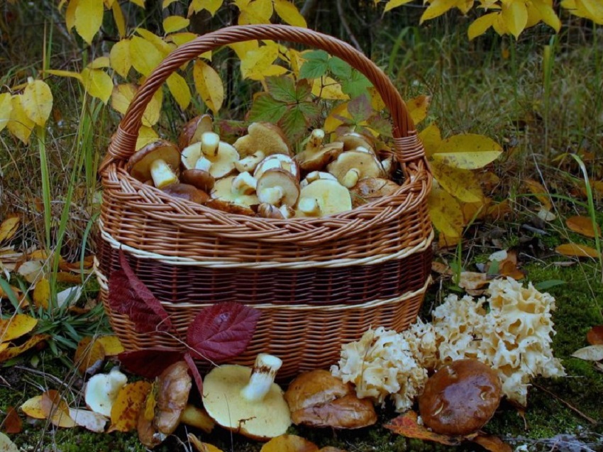 Comment faire pousser des cèpes à la campagne : au jardin, sur une