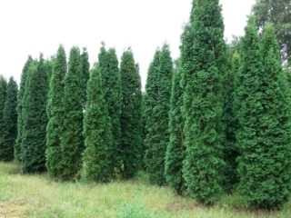 Thuja western Columna: fotografia a popis, recenzie, výsadba a starostlivosť