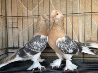 Merpati domestik: membiak dengan foto