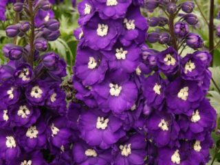 Trvalé novozélandské delphinium: výsadba a starostlivosť, fotografie, recenzie