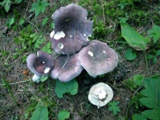 Russula biru: perihalan cendawan, foto
