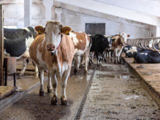 Pododermatitída u kráv: príčiny, príznaky a metódy liečby