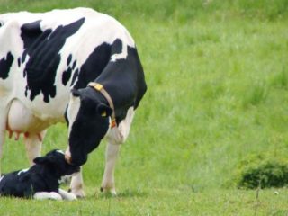 Tekenen van zwangerschap bij een koe: per maand, traditionele bepalingsmethoden