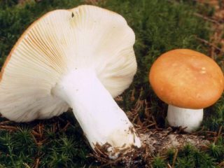 Graying Russula: وصف الفطر، الصورة