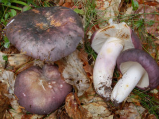 russula الأزرق والأصفر: وصف الفطر، الصورة
