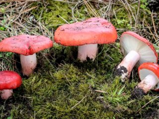 Blood-red russula: where it grows and what it looks like