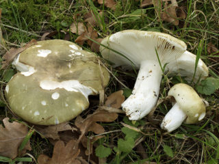 Tenedor Russula: descripción y foto.