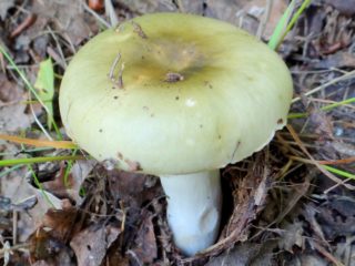 Russula hijau: beregu, gambar, cara memasak