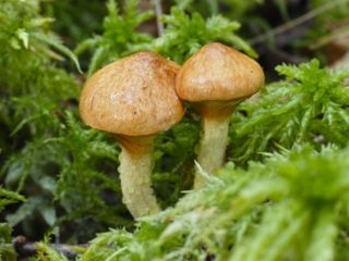 مزيتة صفراء (المستنقع، Suillus flavidus): الصورة والوصف والميزات