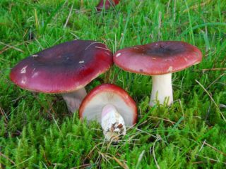 Russula bertukar coklat: foto dan penerangan