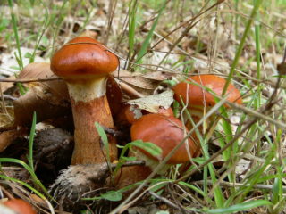 مزيتة رائعة (Suillus Spectabilis): الوصف والصورة