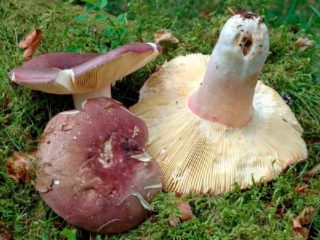 Russula laika: penerangan dan foto