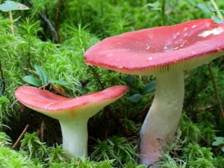 Marsh russula: cómo cocinar, descripción y foto.