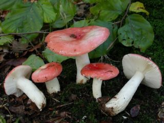 Russula Meira: foto dan penerangan