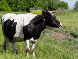 Seekor lembu sembelit: apa yang perlu dilakukan?