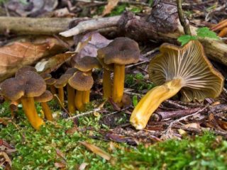 Funnel chanterelle (tubular): what it looks like and where it grows, recipes
