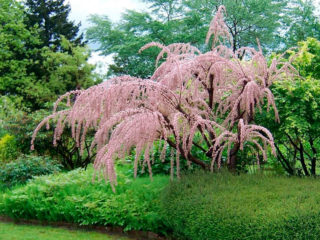 Tamarix: planting and care in the Moscow region: reviews, varieties, cultivation features