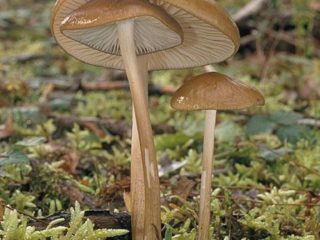 Udemansiella (Xerula) gyökér: fénykép és leírás