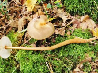 Xerula (kollibia) طويل الأرجل: الصورة والوصف