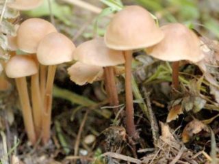 Penggabungan wang (penggabungan kollibia): foto dan penerangan
