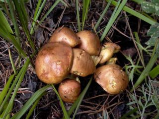Când să colectați boletus: în care păduri, locuri și ore de colectare în Rusia