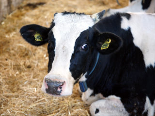 Dermatitis pada lembu pada ambing: gambar, cara merawat