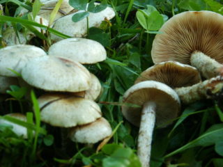 Serpihan kuning-hijau (kuning-hijau, galas gusi): foto dan penerangan