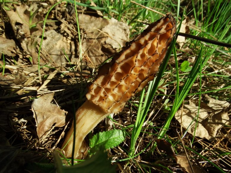 Morilla comestible: dónde crece, cuándo recolectarla, cómo distinguirla ...