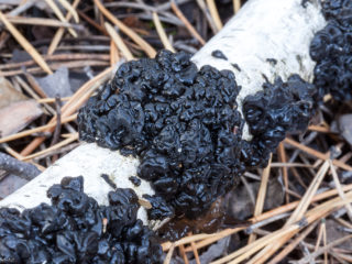 Blackening Excidia: foto a popis