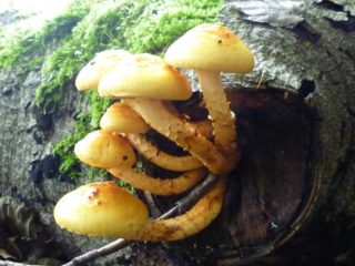 Ognevka (Scaly) jelša: foto a popis