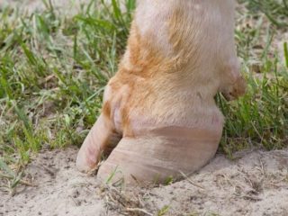 Celulitis de la corola en una vaca: signos, tratamiento y pronóstico.