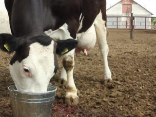Lesiones en la ubre de las vacas: tratamiento y prevención.