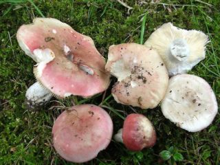 Morse russula: description and photo