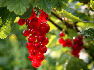 Currant merah: sifat berfaedah dan kontraindikasi