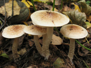 Escama pegajosa (amarillo arcilloso, polilla tardía): foto y descripción, recetas de cocina.