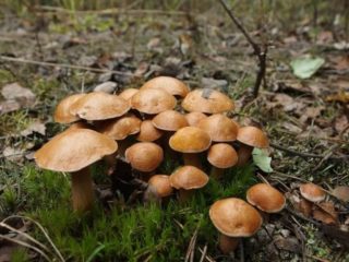 Baby goat mushrooms (goat mushrooms, dry boletus): photo and description of how to cook