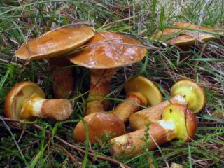 Čo robiť s hríbom po zbere: spracovanie a spracovanie doma