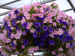 Calibrochia: features, cultivation and care