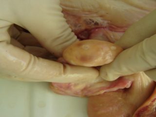 A cow has a corpus luteum: how to treat it