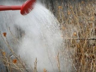 متى تصب الماء المغلي على الكشمش