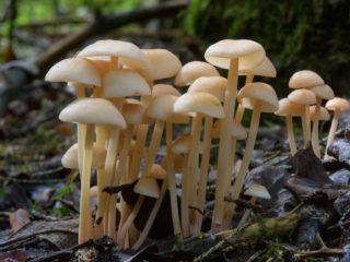 Clitocibula familial (collibia familial): photo and description