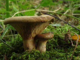 Volnushki dan babi: perbezaan, foto