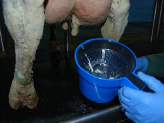 Behandeling van catarrale mastitis bij koeien