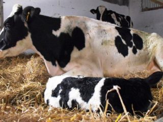 Ketóza dobytka: čo to je, príčiny a príznaky, liečba