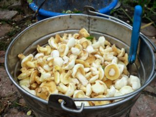 Hvordan bevare boletus til i morgen og til vinteren